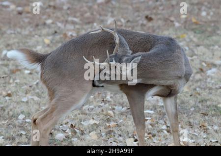 White-tailed Deer, Odocoileus virginianus, buck grooming Stock Photo
