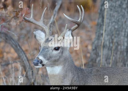 https://l450v.alamy.com/450v/2h9a9by/white-tailed-deer-odocoileus-virginianus-buck-in-woods-and-being-harassed-by-deer-bot-fly-cephenemyia-sp-2h9a9by.jpg