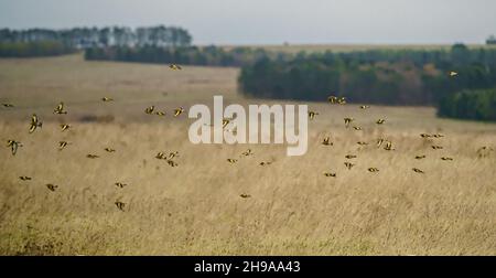 a large flock of flying Goldfinches (Carduelis carduelis) on the wing with winter meadow background over Salisbury Plain Wiltshire UK Stock Photo