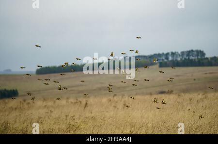 a large flock of flying Goldfinches (Carduelis carduelis) on the wing with winter meadow background over Salisbury Plain Wiltshire UK Stock Photo