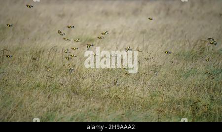 a large flock of flying Goldfinches (Carduelis carduelis) on the wing with winter meadow background over Salisbury Plain Wiltshire UK Stock Photo