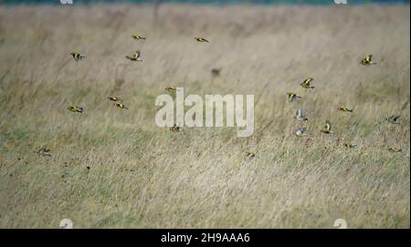 a large flock of flying Goldfinches (Carduelis carduelis) on the wing with winter meadow background over Salisbury Plain Wiltshire UK Stock Photo