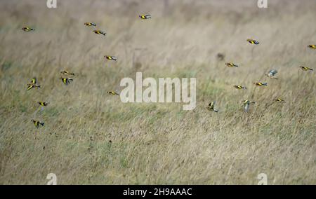 a large flock of flying Goldfinches (Carduelis carduelis) on the wing with winter meadow background over Salisbury Plain Wiltshire UK Stock Photo