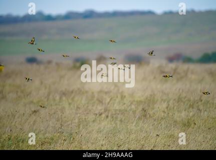 a large flock of flying Goldfinches (Carduelis carduelis) on the wing with winter meadow background over Salisbury Plain Wiltshire UK Stock Photo