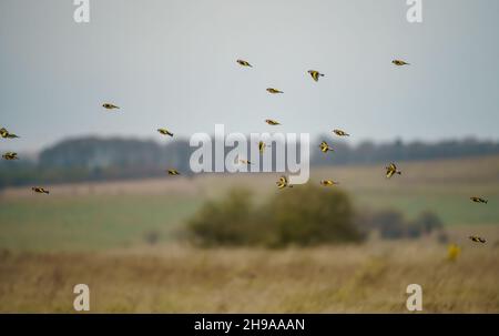 a large flock of flying Goldfinches (Carduelis carduelis) on the wing with winter meadow background over Salisbury Plain Wiltshire UK Stock Photo