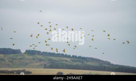 a large flock of flying Goldfinches (Carduelis carduelis) on the wing with winter meadow background over Salisbury Plain Wiltshire UK Stock Photo