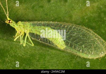 Super macro view of isolated Green Lacewing  (Apertochrysa edwardsi) Stock Photo