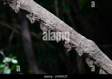 Close up of Proboscis Bat (Rhynchonycteris naso) sleeping in a line under a tree branch during the day on the bank of the Cristalino river in the Amaz Stock Photo