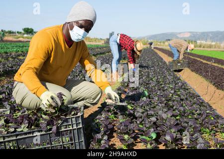 African american farmer wearing face mask engaged in farming picking fresh red leaf mustard on leafy farm Stock Photo