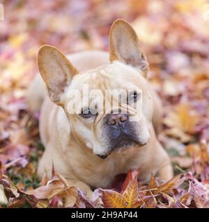 Attentive 5-Year-Old red tan male French Bulldog lying down with colorful autumn leaves background. Stock Photo