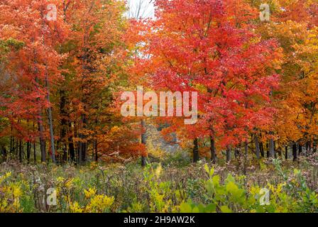 Brilliant fall colors cover this Michigan USA woods, creating a colorful scenic landscape Stock Photo
