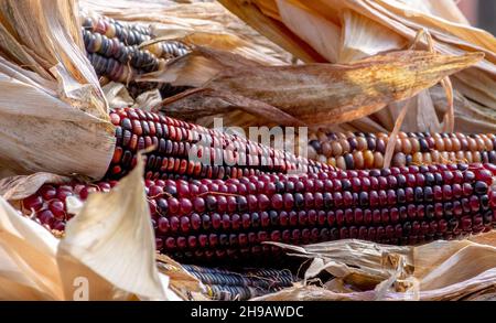 colorful Indian corn is on display at a farm stand, available for decorating during halloween and thanksgiving Stock Photo