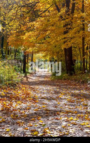 Beautiful leaf strewn road in Michigan USA. Fall colors at it's best Stock Photo
