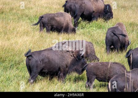 Moving herd of Buffalo in Yellowstone graze on grasses on the plain Stock Photo