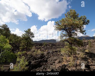 Lava field with Ponderosa pine and aspen growing in it and cumulus clouds overhead. Photographed at Sunset Crater Volcano National Monument in Arizona Stock Photo