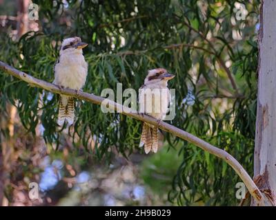 Two Kookaburras On Lookout Stock Photo