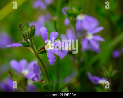 Fairy Fan Flower Stock Photo