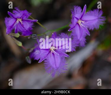 Fringe Lillies Stock Photo