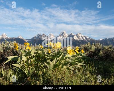 Yellow daisy or arrowleaf balsamroot wildflowers in the foreground with the rugged, snow-capped Teton Mountains in the background. Photographed in Gra Stock Photo