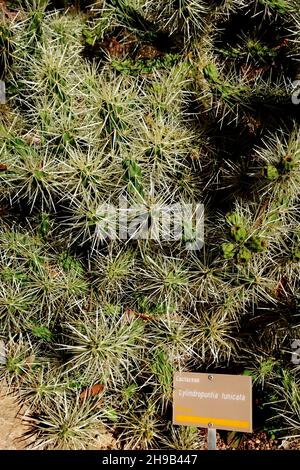 A prickly cactus known as Cylindropuntia tunicata in the Botanic Gardens in Adelaide Australia