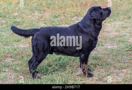 Rack of a black service dog labrador. Labrador breed. Black animal fur. Pets in nature. Dog training. Walking a pet. Look in obekiv. Background image. Stock Photo