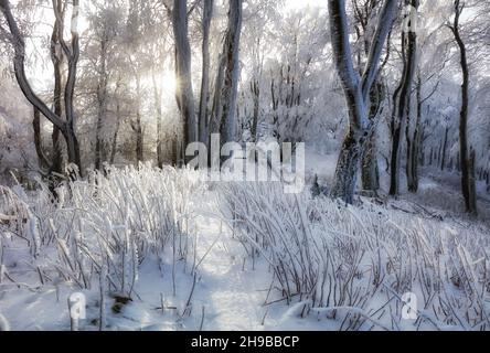 Winter forest with trees covered snow Stock Photo