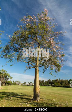 Kapok (Silk Floss) tree in flower. Stock Photo