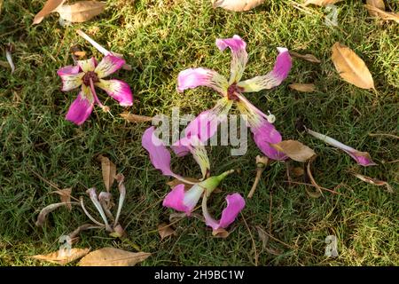 Kapok (Silk Floss) tree, pink and white flowers on ground. Stock Photo