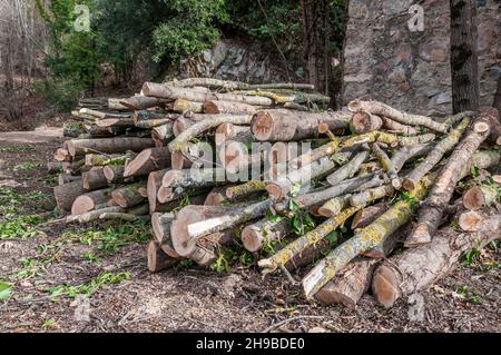 stacked firewood, stacked logs, in the forest waiting transportation, The Guilleries Massif, Catalonia, Spain Stock Photo