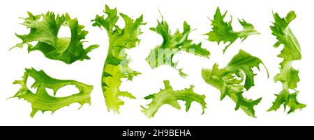 Falling frize salad leaves isolated on white background  Stock Photo