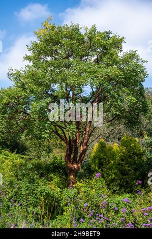 Paper Bark Maple tree (Acer griseum) in Autumn in the Sensory Garden at Highdown Gardens, West Sussex, England, UK. Stock Photo
