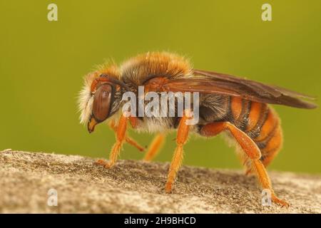 Closeup on a colorful Spotted red resin bee,  Rhodanthidium sticticum Stock Photo