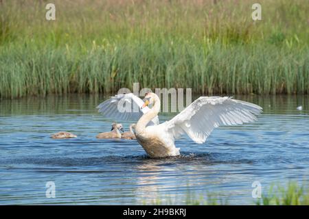 Dancing swan with flapping wings on blue lake water in sunny day. Water splashes fly around. Young swans in the background. Chicks on pond, nature ser Stock Photo