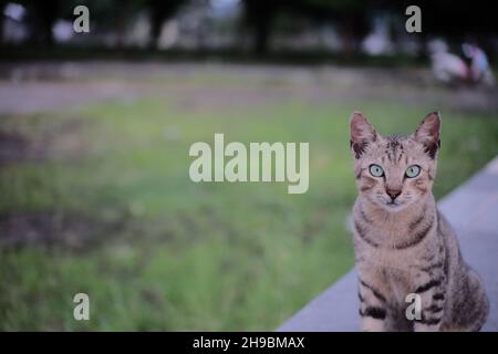 Gray Stray Cat staring at the camera Stock Photo