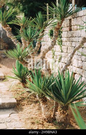 Small palm tree grows against a stone wall in the garden near the steps Stock Photo