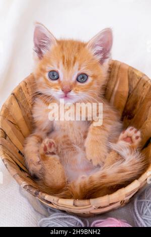 Striped curious red kitten sitting in basket with pink and grey balls skeins of thread on white bed. Cute little ginger cat. Vertical Stock Photo