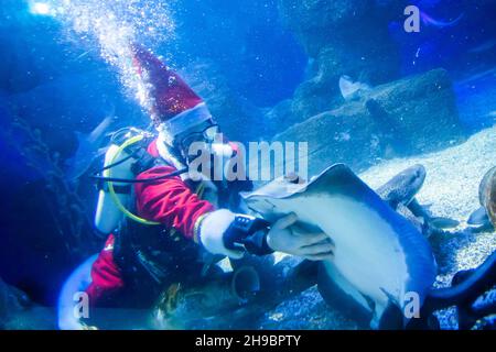 Berlin, Germany. 06th Dec, 2021. Diver Sven dressed as Santa Claus strokes an eagle ray at Sea Life Berlin. Credit: Christoph Soeder/dpa/Alamy Live News Stock Photo