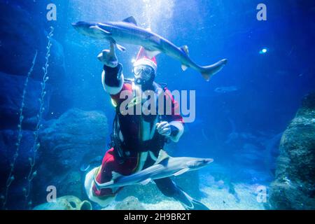 Berlin, Germany. 06th Dec, 2021. Diver Sven dressed as Santa Claus points at a smooth dogfish at Sea Life Berlin. Credit: Christoph Soeder/dpa/Alamy Live News Stock Photo