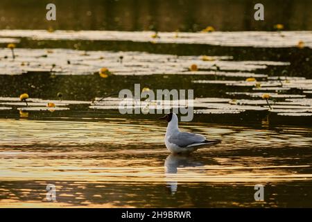Lone black headed gull standing in the lake water at sunset. Beautiful colored surface. With yellow water lily flowers. Genus Larus ridibundus. Stock Photo