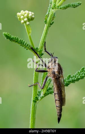 Robber fly sitting motionless on a meadow plant at dusk, closeup. Waiting for prey. Genus species Dysmachus bifurcus. Stock Photo
