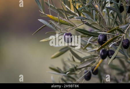 Ripe black olives on tree, Spain. Stock Photo