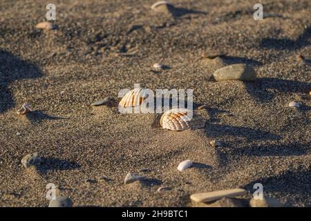 Shells on a beach, Spain. Stock Photo