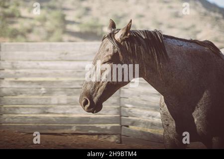 medium close shot of Horse squinting in the sunlight in corral. Stock Photo