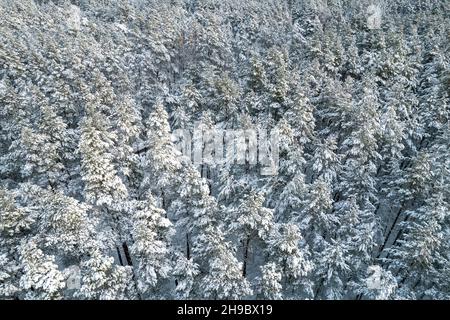 Aerial view of frosty white winter pine forests and birch groves covered with hoarfrost and snow. Drone photo of high trees in mountains at winter time. Christmas theme background. Idyllic landscape Stock Photo