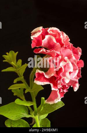 The Red double petunia on black background. Flower with green sheet at spring length of time Stock Photo