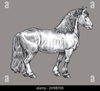 Drawing of a draft horse. Pencil portrait of a horse. Equine drawing. Stock Photo