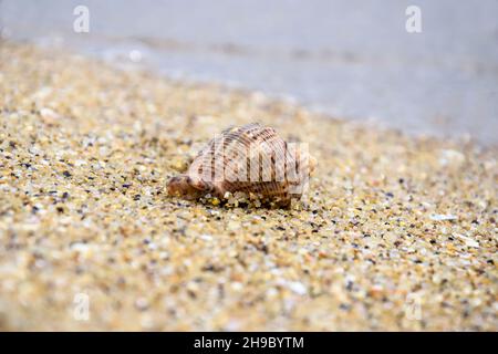 Summer beach vacation. One spiral sea shell lies on sand. Close-up. Selective focus. Copy space. Stock Photo