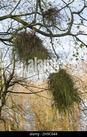 Mistletoe is a woody partial-parasite that grows on the branches of many types of trees. The white sticky fruit are dispersed by birds Stock Photo