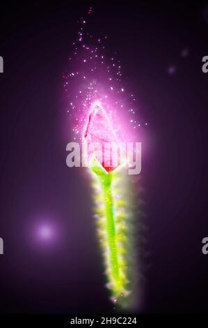 Digitally manipulated exploding red Rose bud Stock Photo - Alamy