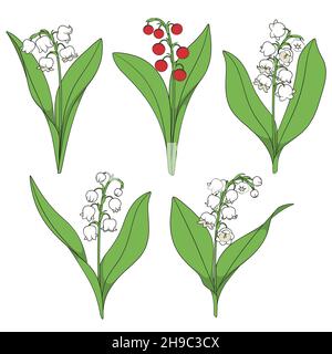 Set of color illustrations with lilies of the valley. Isolated vector objects on a white background. Stock Vector